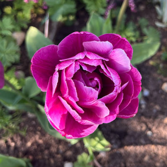 Meet your Posher, Naseem - Picture 1 of 1